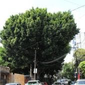 vecinos BJ recolectan firmas evitar tala Laureano inmobiliaria