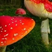 Hongos