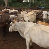Interceptan 32 cargamentos de ganado con gusano barrenador desde noviembre