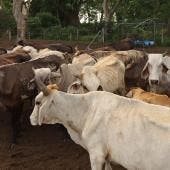 retoma Sader exportacion ganado EU