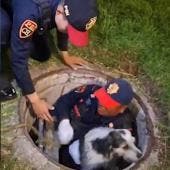 Recate de Perrito