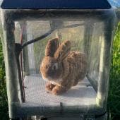Conejos robots para combatir la sobrepoblación de pitones birmanas en Florida