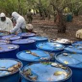 Desmantelan en Nayarit narcolaboratorio con casi 13 toneladas de metanfetamina