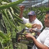 Productores de Oaxaca apuestan por el cultivo de pitahaya para arraigar a jóvenes