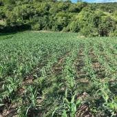Universidad Chapingo autosuficiencia alimentaria