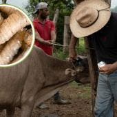 Gusano barrenador 
