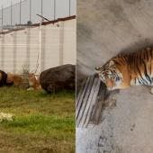 Leones africanos y tigres