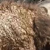 osa Zoologico La Pastora sarna.jpg