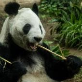  Chapultepec se consolidó como el centro de reproducción de pandas gigantes más exitoso fuera de China, registrando ocho nacimientos en total