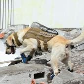 Perrita Frida
