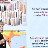 plan proteger 64 razas maiz.jpg