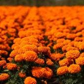 La Ciudad de México dio inicio al tradicional Festival de las Flores de Cempasúchil 2025,