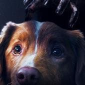 Good boy película