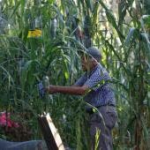 Jesús Pulido Gálvez supervisa una milpa en la ciudad de Guadalajara