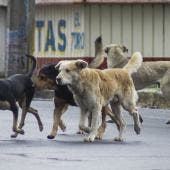 perros Callejeros