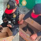 Rescate de gatitos