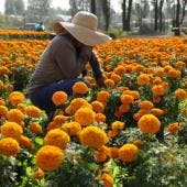  la tradición mexicana también será promovida en el extranjero, con actividades en España y Francia, donde se celebrará la fiesta del Día de Muertos en París.