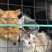 se oponen comerciantes prohibicion venta animales.jpg