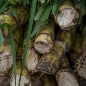 aumenta Mexico aranceles azucar.jpg