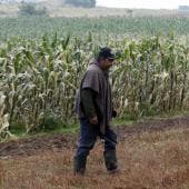 Consejo Nacional Agropecuario pide gobierno dialogo maiz.jpg