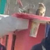 detienen El Sambo San Felipe Jesus.jpg