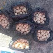 detienen hombre cientos huevos tortuga Metro Chabacano.jpg