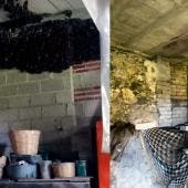 Familia adopta murciélagos en Tlaxcala