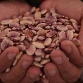 Brugada Molina destacó que el frijol y el maíz son la base de la alimentación nacional y señaló que los gobiernos deben asegurar que estos productos lleguen directamente del productor al consumidor. 