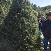 Venta de árboles navideños inició en el Estado de México