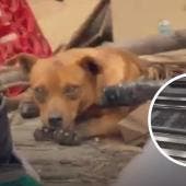 Un perrito logró colarse a las vías de la Línea 2 y, con la tranquilidad de quien no paga pasaje, recorrió 20 estaciones antes de ser finalmente rescatado.