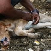 activa Sader dispositivo nacional gusano barrenador.jpg