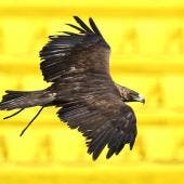 Club América, Host City Mundial 2026 