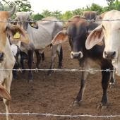 denuncian ganaderos sobrerregulacion gusano barrenador.jpg