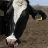 destaca IICA trabajo Mexico gusano barrenador.jpg