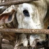 detectan gusano barrenador Tamaulipas.jpg