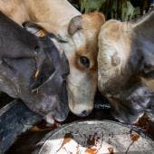 firma Sader compromisos ganaderos gusano barrenador.jpg