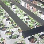 incautan 80 kilos droga Jalisco.jpg