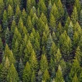 En el evento participaron autoridades locales, representantes agrarios y productores de la comunidad de San Miguel Ajusco