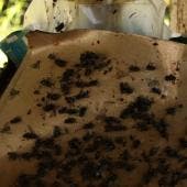 trampas artesanales contener gusano barrenador Chiapas.jpg