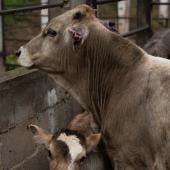 acusa PAN negligencia gusano barrenador.jpg