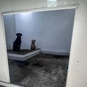 busca Congreso CDMX regular albergues animales.jpg