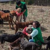 Las autoridades señalaron que el operativo se realizó tras documentarse condiciones críticas de hacinamiento, desnutrición, deshidratación y falta de atención veterinaria