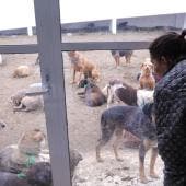 denuncian desacato judicial Refugio Franciscano.jpg