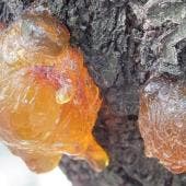 descubren cientificos nueva especie arbol Chiapas.jpg