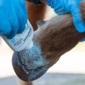 detectan barrenador Michoacan.jpg