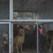 niega Brugada interes inmobiliario refugio Franciscano.jpg