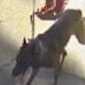 perro ataca mata mascota Gabriel Quadri.jpg