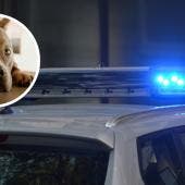 Tras controlar la situación, los policías aseguraron al perro pitbull, el cual fue subido a una patrulla