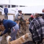 priorizara Sedema adopcion sobre devolucion franciscanitos.jpg