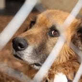 A las 12:25 horas, las puertas del predio fueron abiertas y representantes del Refugio Franciscano A.C. ingresaron para realizar un recorrido de inspección 